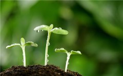 土壤水分速測(cè)儀指導(dǎo)農(nóng)戶大棚灌溉